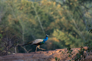 A vibrant Indian peacock walks gracefully across a rocky surface in a serene forest background. The background is blurred and earthy.