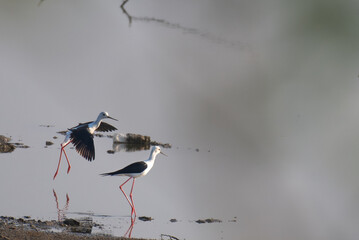 Two elegant Black winged stilt in there natural wetland habits, one taking flight with wings outstretched, the other standing gracefully in the shallow water.