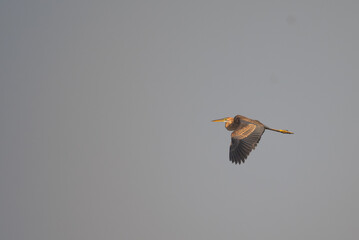 A graceful Purple heron soars through the sky, its wings catching the golden light. The background is softly textured sky.