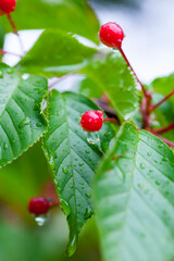 雨の日の大きく実った桜の木の実　さくらんぼ　ソメイヨシノ