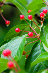 雨の日の大きく実った桜の木の実　さくらんぼ　ソメイヨシノ