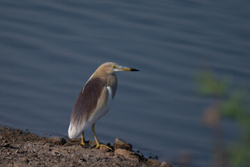 An Vibrant Indian pond Heron is standing calmly on the edge of a water body, bathed in natural light. The background shoes the blue water surface and mud.