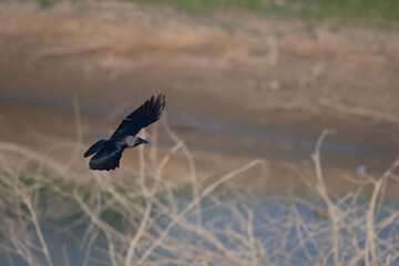A house crow is captured mid flight with its wings fully spread, blurred background.