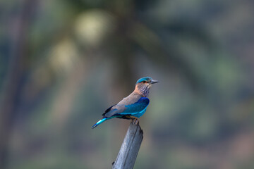 A vibrant Indian roller rests gracefully on a weathered wooden post, with colorful plumage.