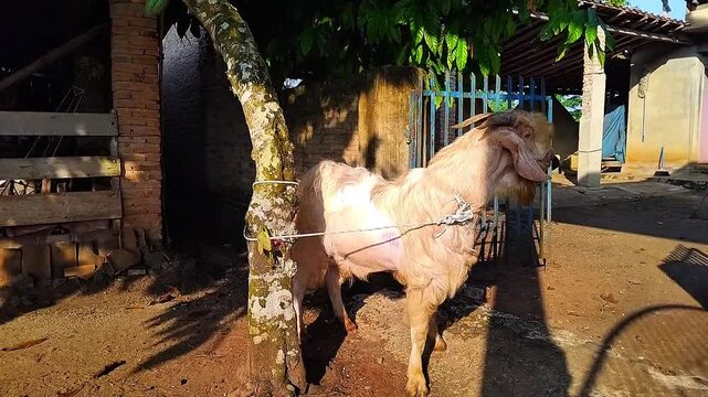 A goat ready to be sacrificed on the islamic of Eid al-Adha