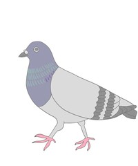 Hand Illustration of Lace Dove