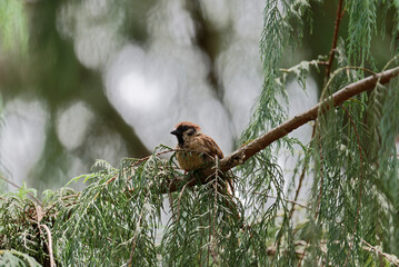 sparrow on a branch