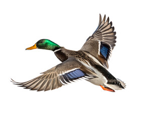 Obraz premium mallard duck in flight wings extended
