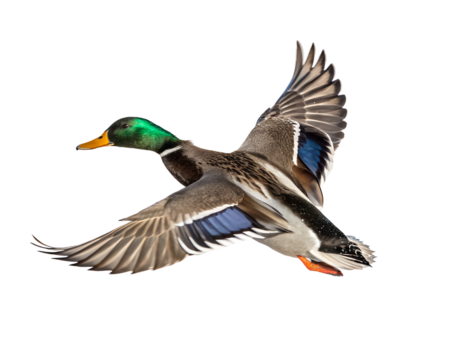 mallard duck in flight wings extended