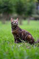In the park, the cat sits on the grass