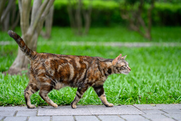 Cat walks in the park