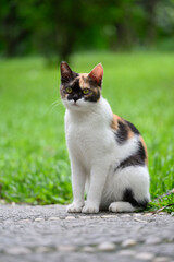 Cat sitting on the ground in the park