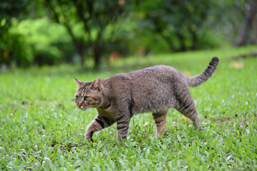 The Cat walks on grass