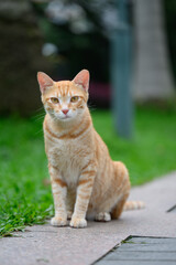 Cat sitting on the ground in the park