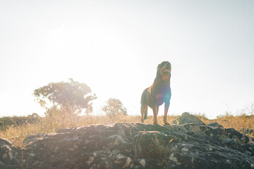 Naklejka premium A Rottweiler standing on a rocky outcrop with grassy fields and scattered trees in the background