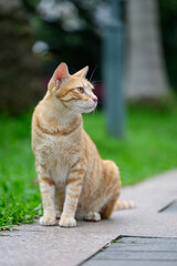 Cat sitting on the ground in the park
