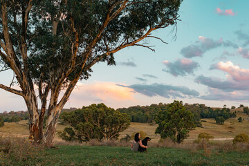 Naklejka premium A woman and her dog share a quiet, heartfelt moment under a towering gum tree, gazing out over the rolling hills and colorful evening sky