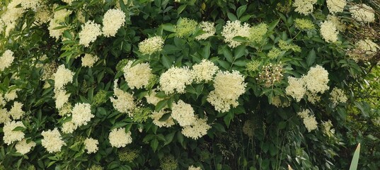 beautiful botanical shot, natural wallpaper © MARIA – Nature