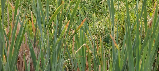 green wheat in the field