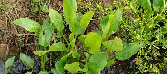 green leaf in the forest