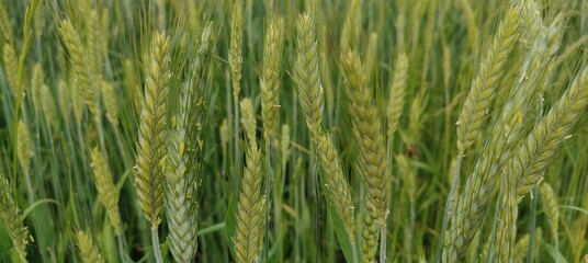 green wheat in the field