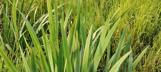 green grass with dew drops