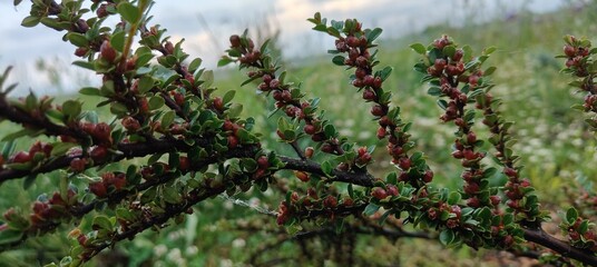 close up view of beautiful green plants at the nature