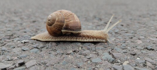 snail on the road