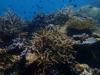 Coral found at coral reef area at beautiful Island in Malaysia