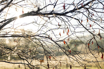 Early morning sunlight filtering through branches of deciduous tree holding onto last leaves in...