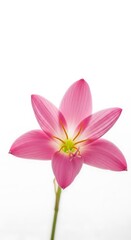 Naklejka premium Single pink rain lily flower on white background