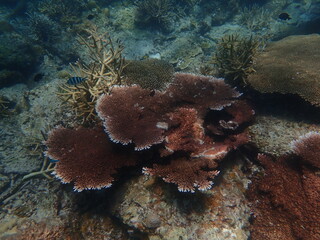 Coral found at coral reef area at beautiful Island in Malaysia