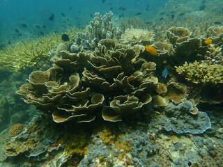 Coral found at coral reef area at beautiful Island in Malaysia