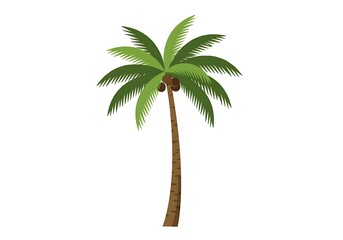 Obraz premium An illustration of a tall coconut palm featuring lush green fronds and a brown trunk, set against a white background.