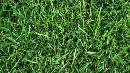 Obraz premium Fresh green grass blades growing together forming a dense surface