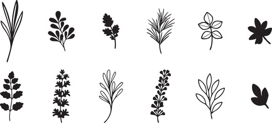 Fototapeta premium Various Herb and Leaf Drawings, Ideal for Rustic, Elegant, and Natural Designs.