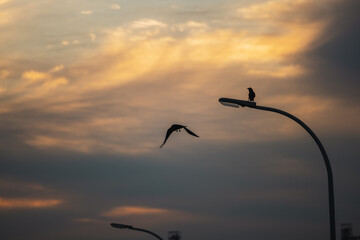 Silhouette of crow sitting on street lamp at dusk as another flies away