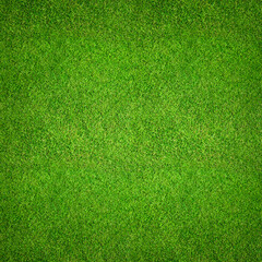 Grass background top view - aerial image of freshly cut, healthy, green grass field as a backdrop texture.