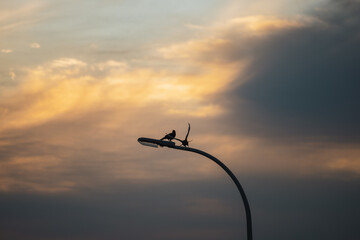 Silhouette of crow sitting on street lamp at dusk as another flies away