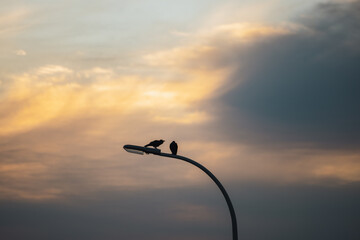 Silhouette of two crows sitting on street lamp at dusk