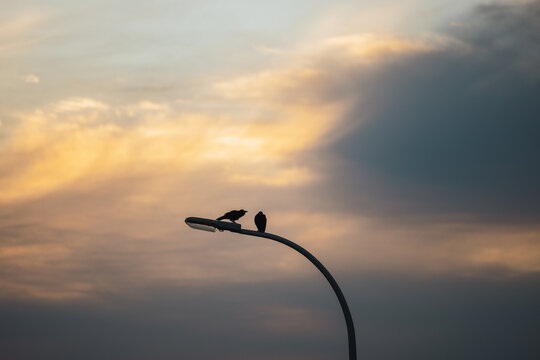 Silhouette of two crows sitting on street lamp at dusk
