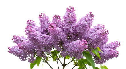 Fototapeta premium Blooming Lilac Bush with Fragrant Purple Flowers on White
