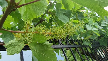 grapes row little baby green on viney