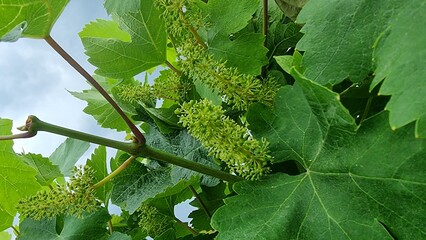 grapes row little baby green on viney
