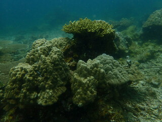 Coral found at coral reef area in Lang Tengah Island, Malaysia