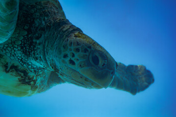 close up the sea turtle in the water with dramatic tone