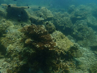 Coral found at coral reef area in Lang Tengah Island, Malaysia