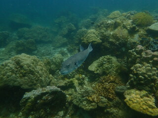 Coral found at coral reef area in Lang Tengah Island, Malaysia