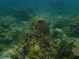 Coral found at coral reef area in Lang Tengah Island, Malaysia