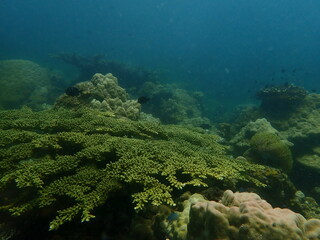 Coral found at coral reef area in Lang Tengah Island, Malaysia